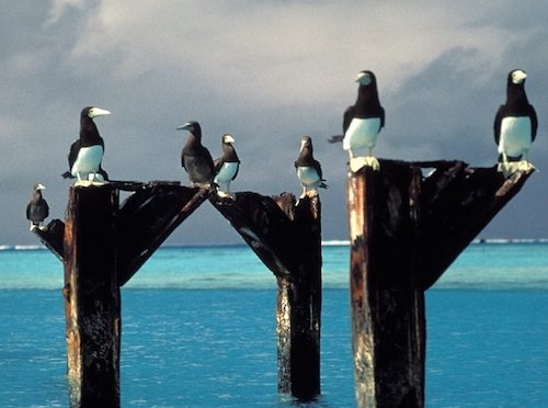 Brown boobies stake out positions atop the posts of an old pier at Johnston Atoll National Wildlife Refuge in the Pacific. (Lindsey Hayes/USFWS)