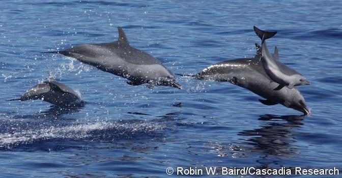news-whale-dolphin-sightings