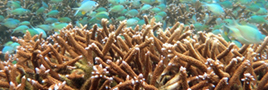 projects-amsamoa-coraldrivers-thumb_268x90