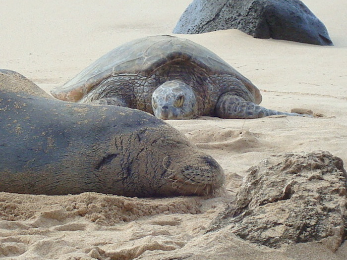 Monk seal and turtle