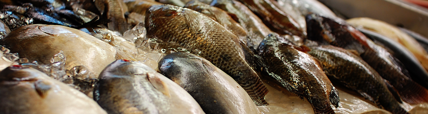 Ocean Tipping Points. Photo credit: Justine De La Ornellas. Fisheries Catch