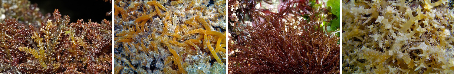 Ocean Tipping Points. Photo credit: Keoki Stender. Invasive Algae