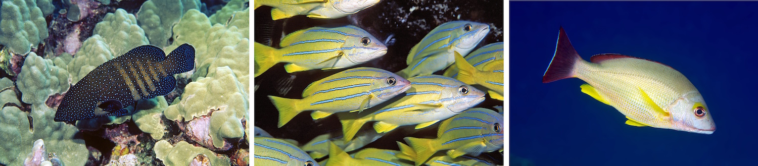Ocean Tipping Points. Photo credit: Keoki Stender. Invasive Fish
