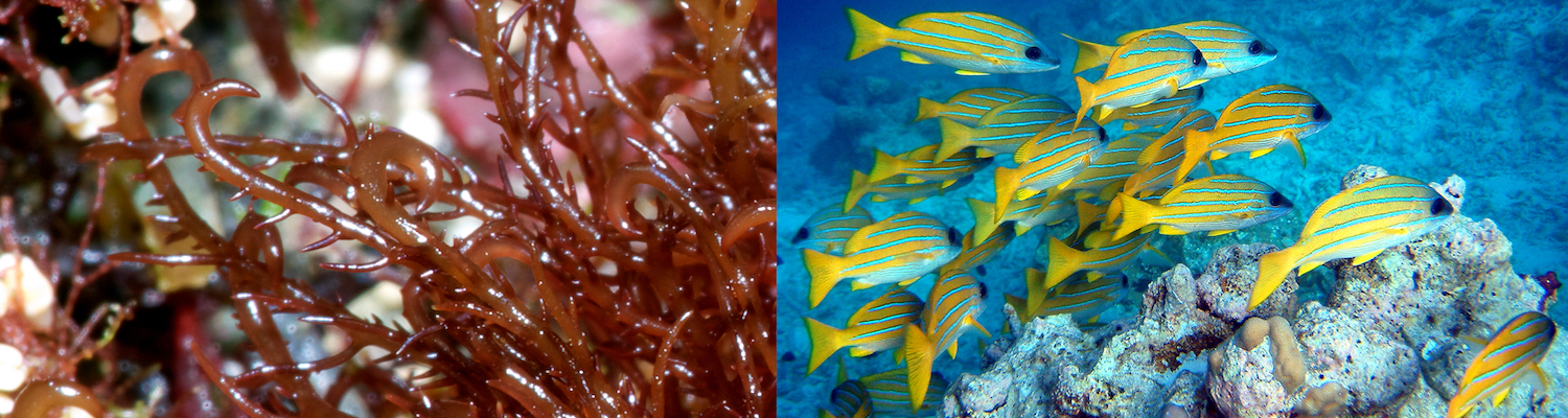 Ocean Tipping Points. Photo credit: Keoki Stender; Jim and Becca Wicks. Invasive Species