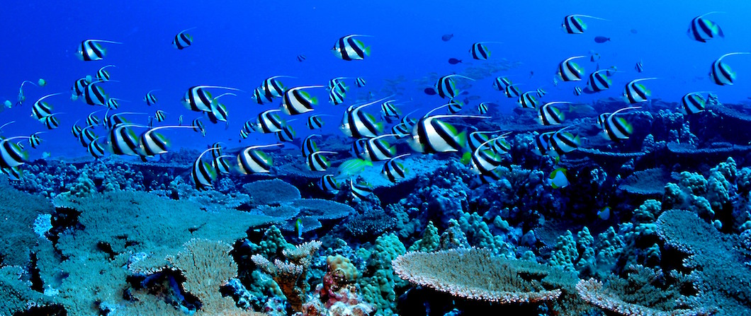 Ocean Tipping Points. Photo credit: James Watt. Reef fish