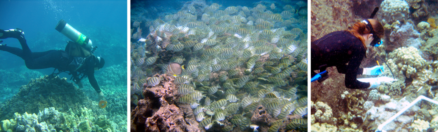 Reef Surveys