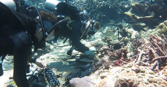 Supporting Coral Reef Conservation At Palmyra Atoll Pacioos