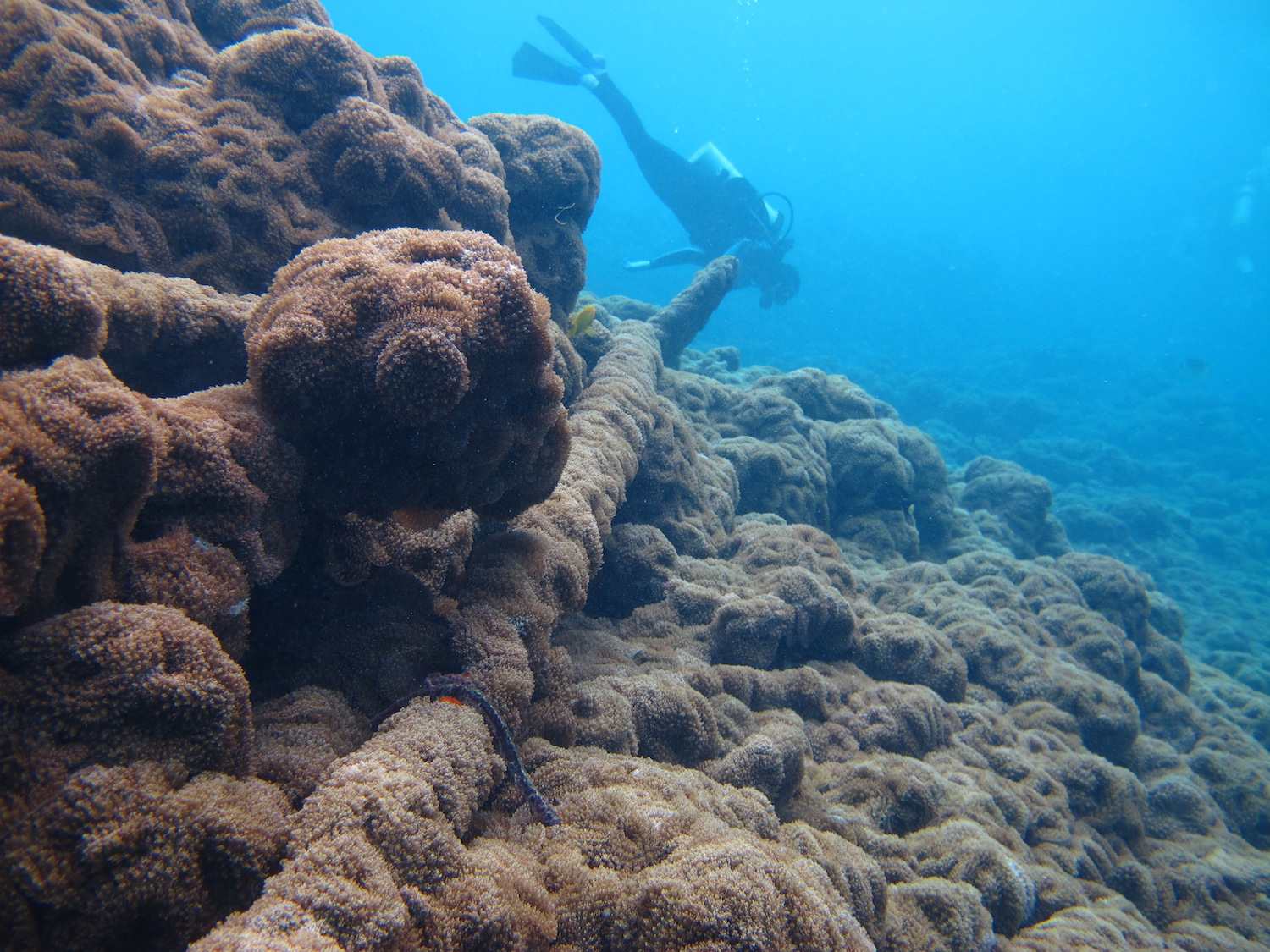 Smothered reef at Palmyra Atoll