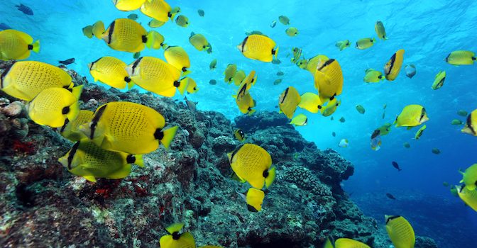 Photographer - Greg McFall/ONMS

Description - Milletseed butterflyfishes and snorkeler near surface, taken
in 2009 in Papahānaumokuākea Marine National Monument 

WOD submission