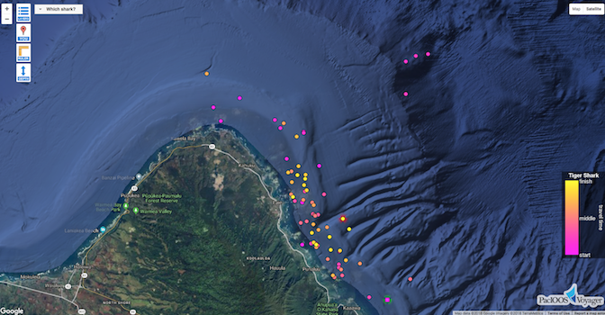 news-new tiger shark tracks