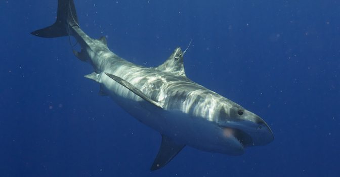 news-sharks-oceanographers