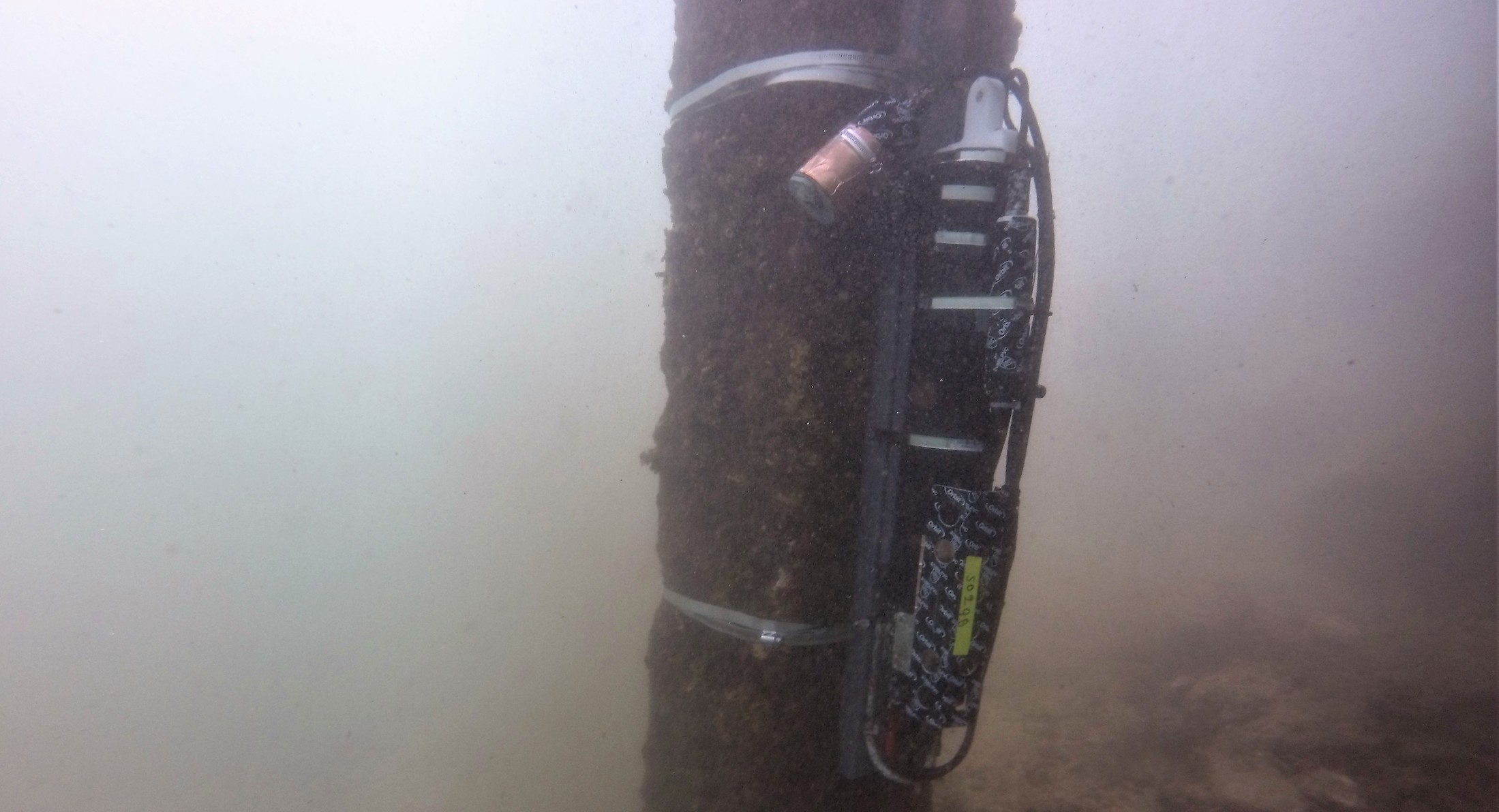 Sensor in Maalaea Harbor