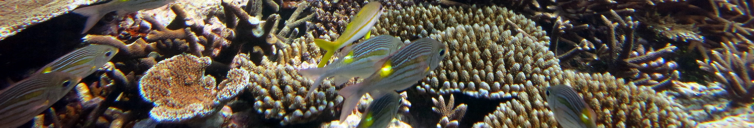 Coral and reef fish at Fagatele Bay, Tutuila, National Marine Sanctuary of American Samoa. Credit: NMSAS.