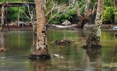 Source: kingtides_201907071127_mit9mda1.jpg. Photographer: Kelley Anderson Tagarino. Date: July 7, 2019. Region: American Samoa. Location: Nuuuli Pala Lagoon. Impact: Flooding. Observations: High tides, wind and surf combined to flood umu  shed and house.